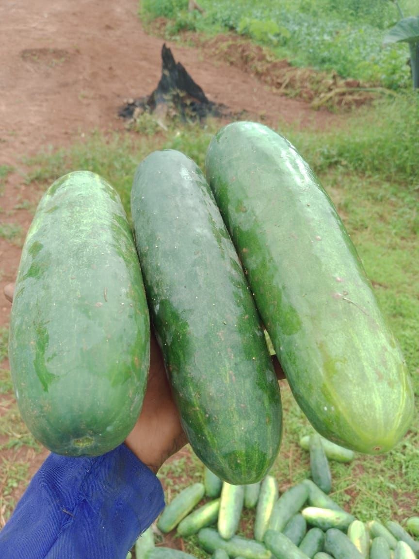 Concombres frais récoltés