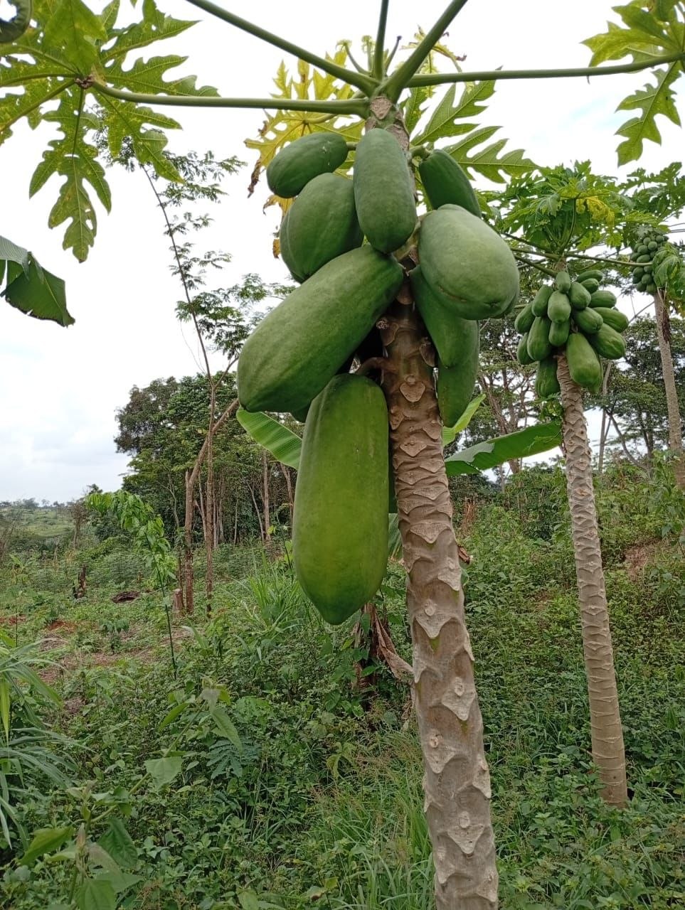 Arbre à papayes plein de fruits