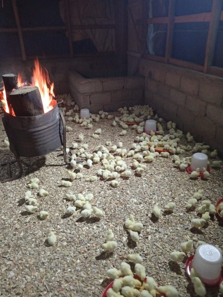 Poussinière et élevage SAPPA