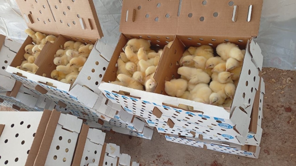 Préparation et transit de poussins SAPPA